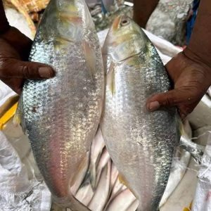 ৬ পিস ৬ কেজি ৩১০০ টাকা