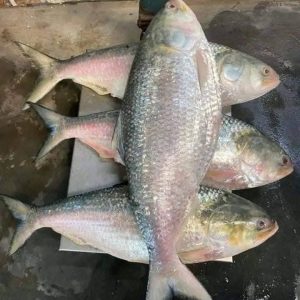 ৮ পিস ৬ কেজি ২১০০ টাকা+১ কেজি ডিম