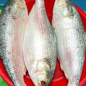 ৩ পিস ৬ কেজি ৩৯০০ টাকা